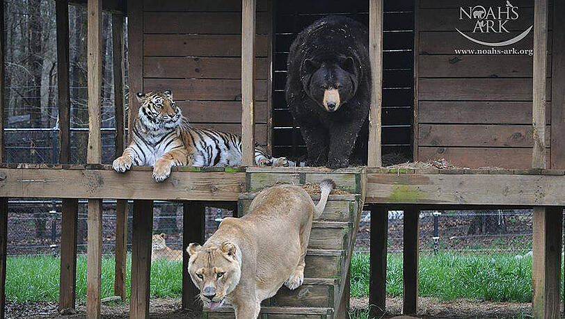 Bär, Tiger und Löwe zusammen. Wie im (Dschungel-)Buch Bär, Tiger und Löwe zusammen. Wie im (Dschungel-)Buch