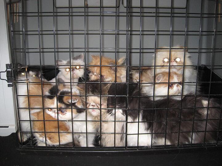 31 Perser-Katzen sind jetzt im Tierheim in Riem.