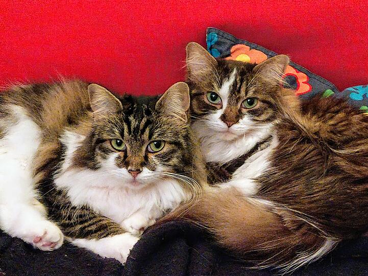 Coco & Miri