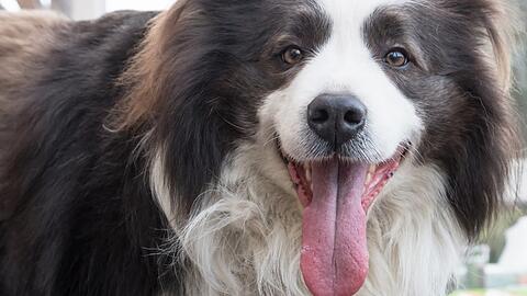 Ein Border-Collie hat einem 6-Jährigen ins Gesicht gebissen. (Symbolbild)