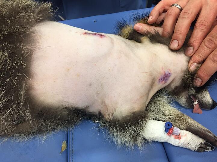 Weitere Bilder von Jacky und der ersten Herzschrittmacher-OP weltweit an einem Waschbären.