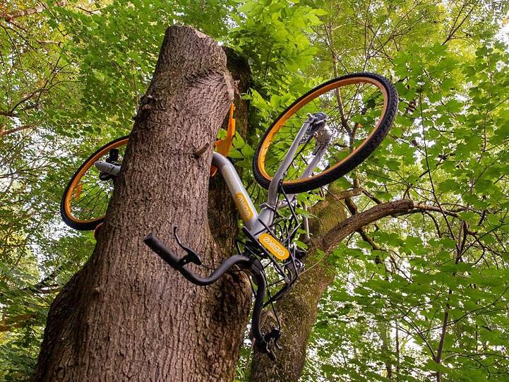 Ein Rad des Verleihunternehmens "Obike" ist in einem Baum versteckt worden. Foto: Peter Kneffel/Archiv