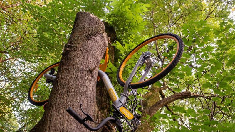 Ein Rad des Verleihunternehmens "Obike" ist in einem Baum versteckt worden. Foto: Peter Kneffel/Archiv Ein Rad des Verleihunternehmens "Obike" ist in einem Baum versteckt worden. Foto: Peter Kneffel/Archiv