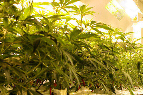 Eine Hanf-Plantage wie diese unterhielt der Mieter einer Wohnung in Gostenhof. Jetzt hat sich's ausgezüchtet - zuerst kamen die Einbrecher, dann die Polizei.