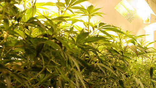 Eine Hanf-Plantage wie diese unterhielt der Mieter einer Wohnung in Gostenhof. Jetzt hat sich's ausgezüchtet - zuerst kamen die Einbrecher, dann die Polizei. Eine Hanf-Plantage wie diese unterhielt der Mieter einer Wohnung in Gostenhof. Jetzt hat sich's ausgezüchtet - zuerst kamen die Einbrecher, dann die Polizei.