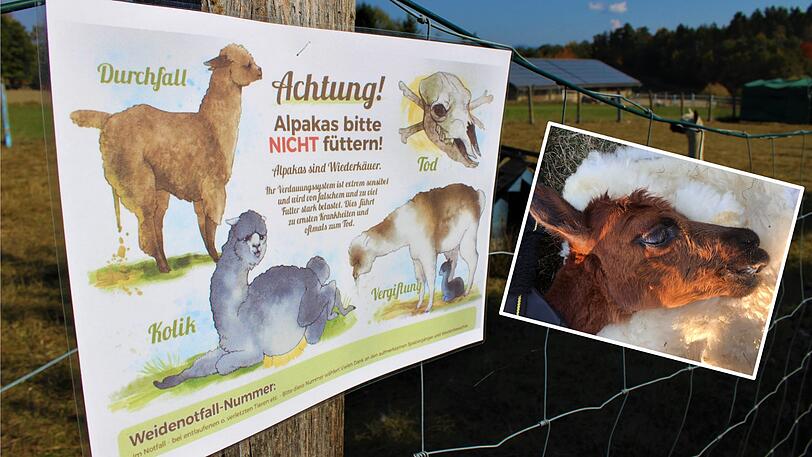 Die Alpakastute Rebecca wurde mit fauligen Äpfeln gefüttert.