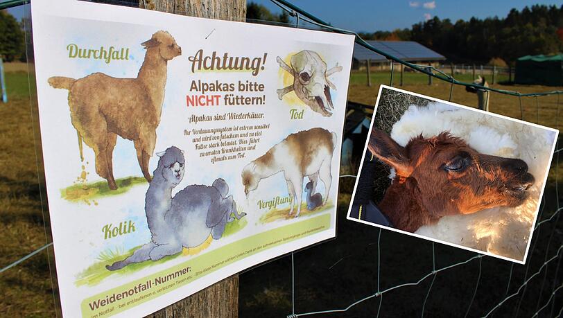 Die Alpakastute Rebecca wurde mit fauligen Äpfeln gefüttert. Die Alpakastute Rebecca wurde mit fauligen Äpfeln gefüttert.