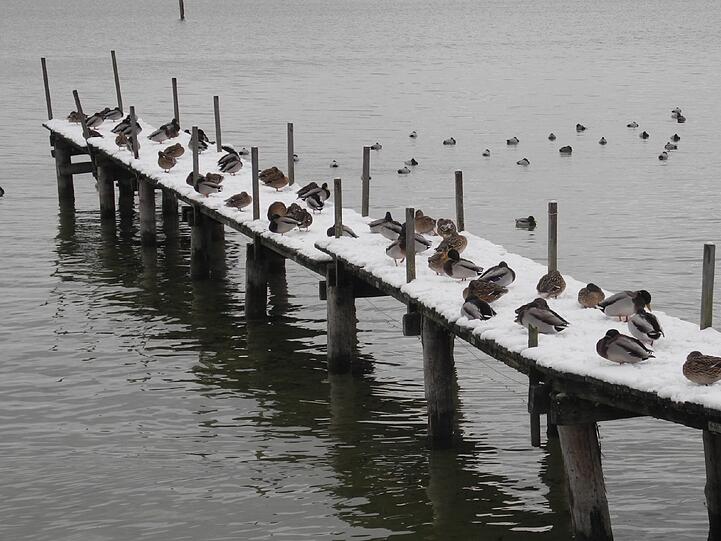 Eine "winterlich Enten-Community" fand Leser Andreas S. Müller in Stegen am Ammersee.