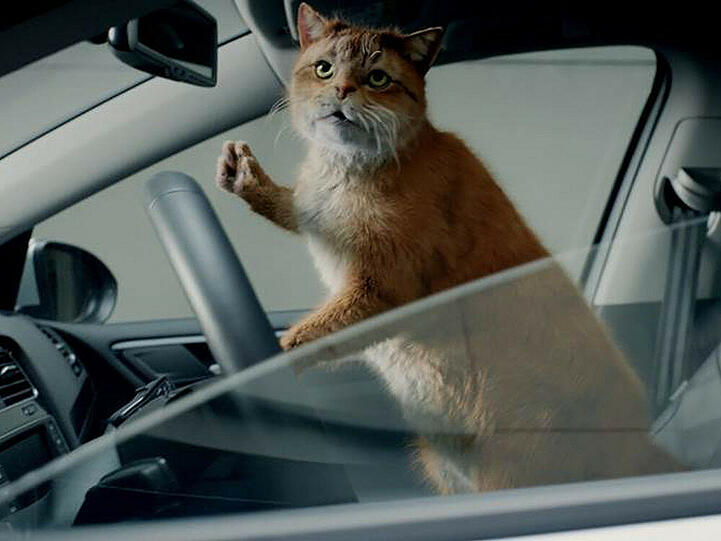 Diese Katze fährt voll auf VW ab