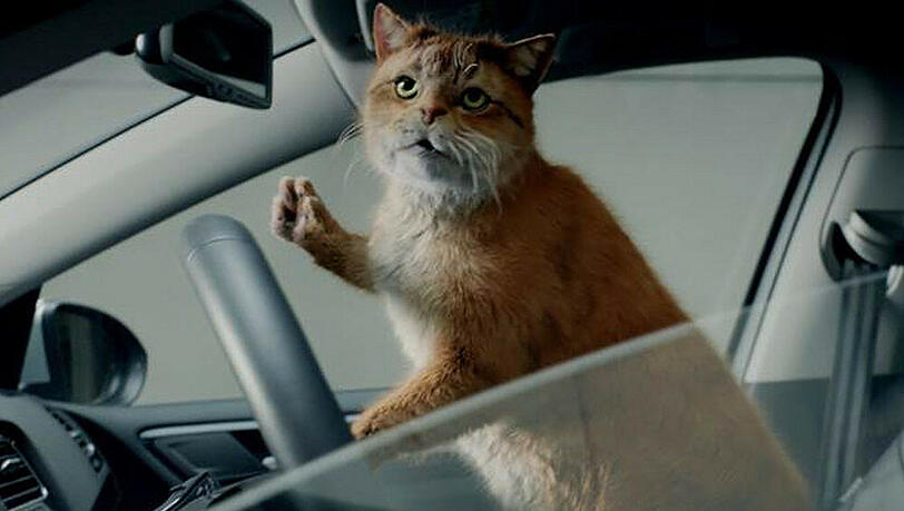 Diese Katze fährt voll auf VW ab Diese Katze fährt voll auf VW ab