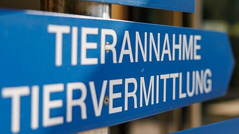 Im Tierheim Nürnberg wird ein Teil der gefundenen Tiere versorgt. (Archivfoto)