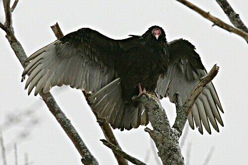 Ruhig wirds erst, wenn die Jungvögel aus dem Nest sind