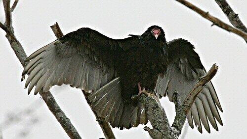 Ruhig wirds erst, wenn die Jungvögel aus dem Nest sind Ruhig wirds erst, wenn die Jungvögel aus dem Nest sind