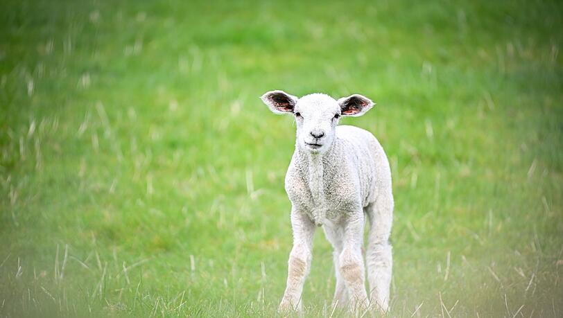 In der Oberpfalz haben zwei Männer mutmaßlich ein Lamm illegal geschächtet. (Symbolbild) In der Oberpfalz haben zwei Männer mutmaßlich ein Lamm illegal geschächtet. (Symbolbild)