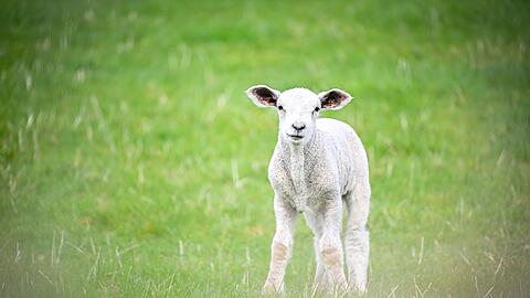 In der Oberpfalz haben zwei M&auml;nner mutma&szlig;lich ein Lamm illegal gesch&auml;chtet. (Symbolbild)