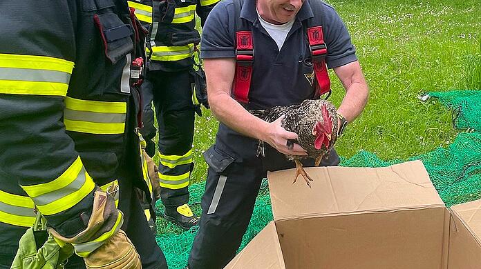 Die Münchner Feuerwehr fing am Vatertag einen entflohenen Hahn wieder ein.