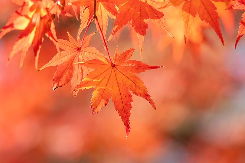 Um den Indian Summer zu erleben, müssen wir also nicht bis in die USA oder Kanada fliegen. Auch mitten in Deutschland gibt es viele Regionen, deren Schönheit im Herbst den New England States in nichts nachsteht. Der Herbst ist zudem vielerorts Nebensaison, was günstige Preise und Ruhe bedeutet. Ob als Tagesausflug oder Herbstreiseziel - genießen Sie den Indian Summer! Um den Indian Summer zu erleben, müssen wir also nicht bis in die USA oder Kanada fliegen. Auch mitten in Deutschland gibt es viele Regionen, deren Schönheit im Herbst den New England States in nichts nachsteht. Der Herbst ist zudem vielerorts Nebensaison, was günstige Preise und Ruhe bedeutet. Ob als Tagesausflug oder Herbstreiseziel - genießen Sie den Indian Summer!
