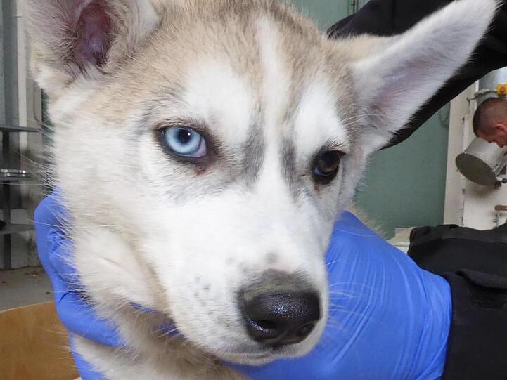 Ein Huskywelpe wird im Veterinäramt untersucht. Foto: -/Hauptzollamt Augsburg/dpa