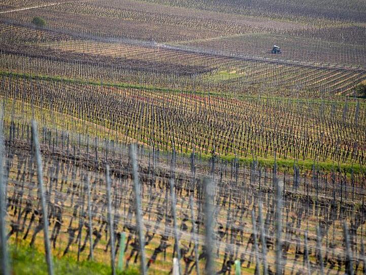 Ein Traktor fährt durch die Weinberge. Foto: Daniel Karmann/dpa/Archivbild