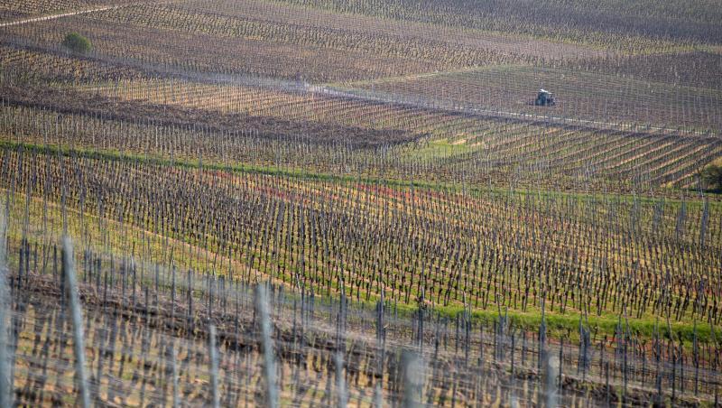 Ein Traktor fährt durch die Weinberge. Foto: Daniel Karmann/dpa/Archivbild Ein Traktor fährt durch die Weinberge. Foto: Daniel Karmann/dpa/Archivbild