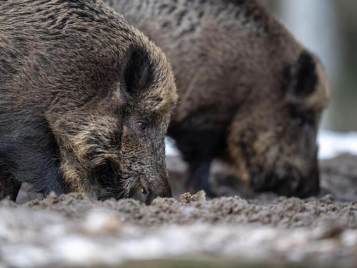 Wildschweine sorgen im Landkreis Kelheim immer wieder für Flurschäden. Aber auch aus einem anderen Grund müssen sie weiter intensiv bejagd werden. (Symbolbild)