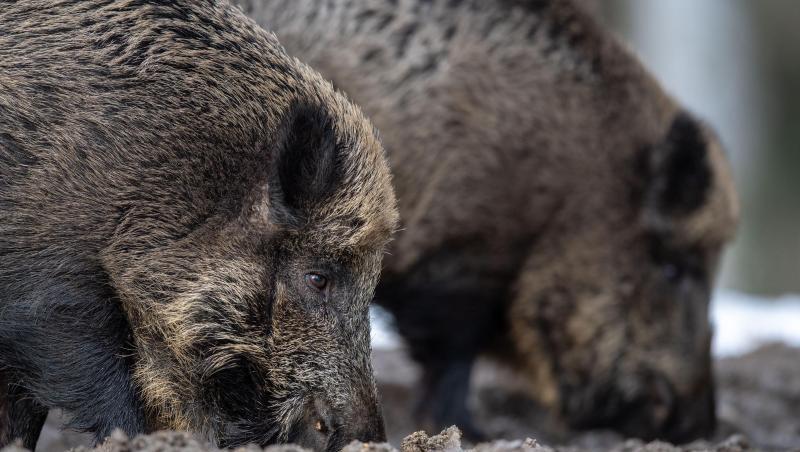 Wildschweine sorgen im Landkreis Kelheim immer wieder für Flurschäden. Aber auch aus einem anderen Grund müssen sie weiter intensiv bejagd werden. (Symbolbild) Wildschweine sorgen im Landkreis Kelheim immer wieder für Flurschäden. Aber auch aus einem anderen Grund müssen sie weiter intensiv bejagd werden. (Symbolbild)