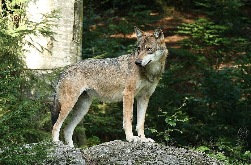 Der Wolf hat im Nationalpark ein sicheres Zuhause gefunden, so dass uns dieses sagenumwobene Tier zum Glück auch in Zukunft erhalten bleibt.