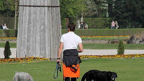 Zwischen den Beeten laufen Hunde ohne Leine...