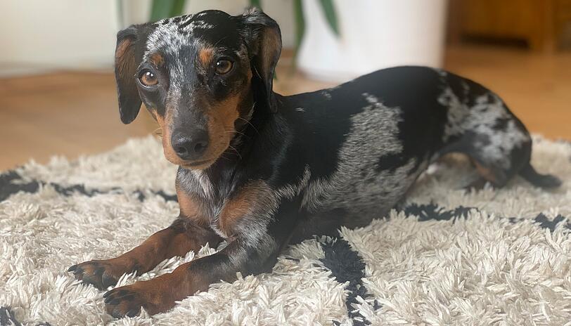 Frankie
