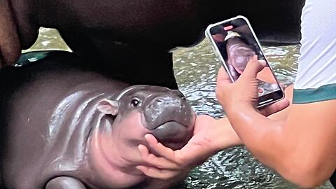 Mit solchen Fotos von ihren rosa Pausbacken wurde Moo Deng zur Internet-Sensation. (Archivbild)