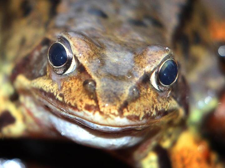 Ein Grasfrosch sitzt in einem Wald auf dem Boden. Foto: Karl-Josef Hildenbrand/Archivbild