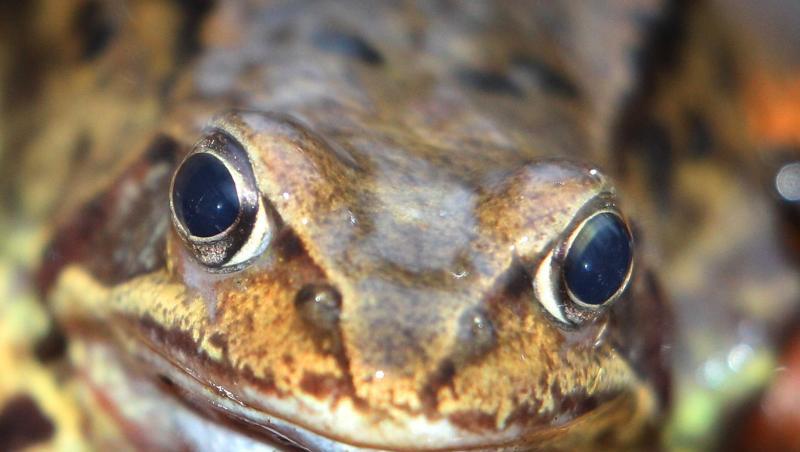 Ein Grasfrosch sitzt in einem Wald auf dem Boden. Foto: Karl-Josef Hildenbrand/Archivbild Ein Grasfrosch sitzt in einem Wald auf dem Boden. Foto: Karl-Josef Hildenbrand/Archivbild