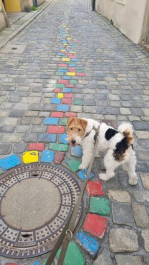 Milou