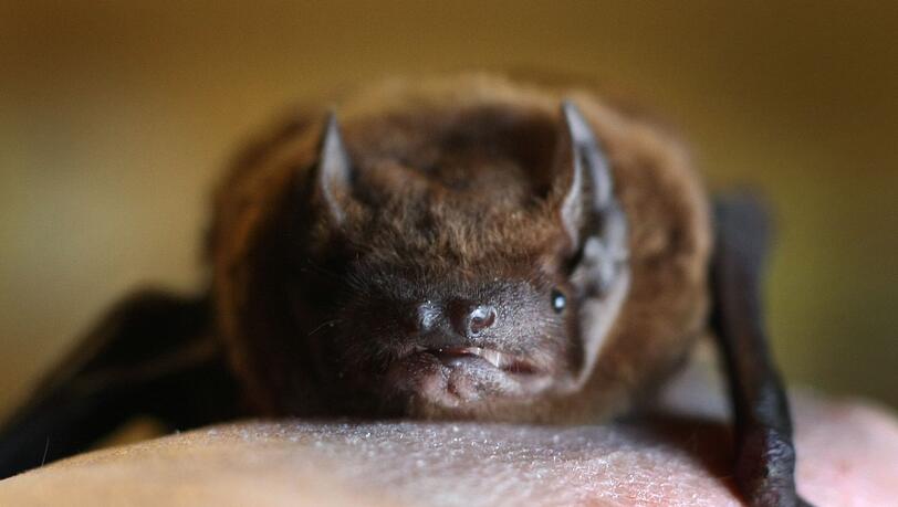 Bei einer Breitflügelfledermaus in Würzburg ist das Tollwutvirus nachgewiesen worden. (Symbolbild: Zwergfledermaus) Bei einer Breitflügelfledermaus in Würzburg ist das Tollwutvirus nachgewiesen worden. (Symbolbild: Zwergfledermaus)