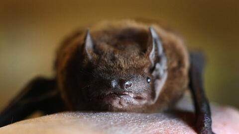 Bei einer Breitfl&uuml;gelfledermaus in W&uuml;rzburg ist das Tollwutvirus nachgewiesen worden. (Symbolbild: Zwergfledermaus)