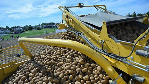 Bayerns Landwirte erwarten in diesem Jahr eine gute Kartoffelernte.