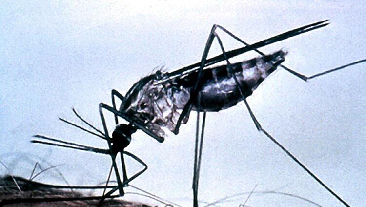 Eine Münchnerin starb an den Folgen einer Malaria-Infektion. Eine Münchnerin starb an den Folgen einer Malaria-Infektion.