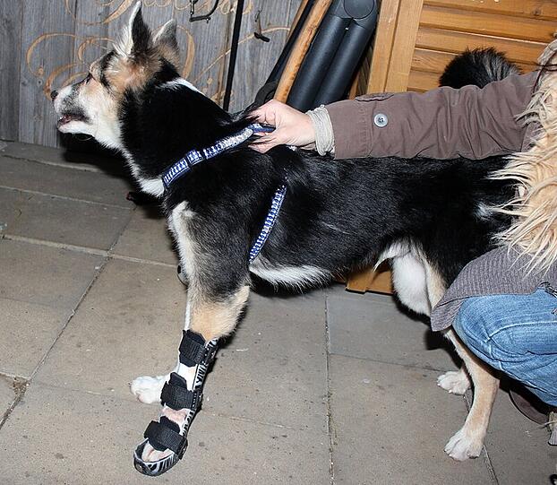 Das ist Rex. Zurzeit ist er in Schwabing daheim.