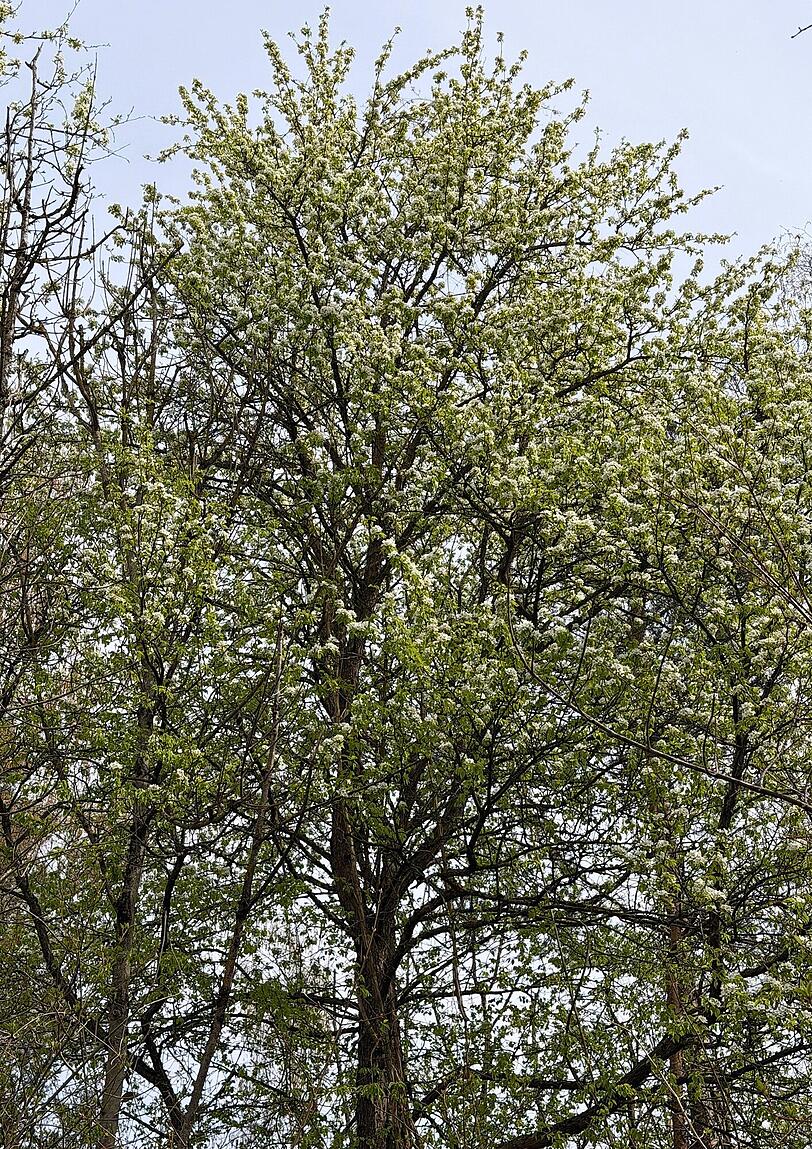 Einer der seltenen Wildbirnen-B&auml;ume. Auf den LBV-Fl&auml;chen f&uuml;hlen sie sich sichtbar wohl.