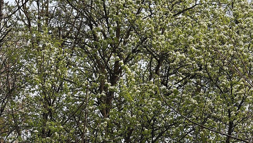 Einer der seltenen Wildbirnen-B&auml;ume. Auf den LBV-Fl&auml;chen f&uuml;hlen sie sich sichtbar wohl.
