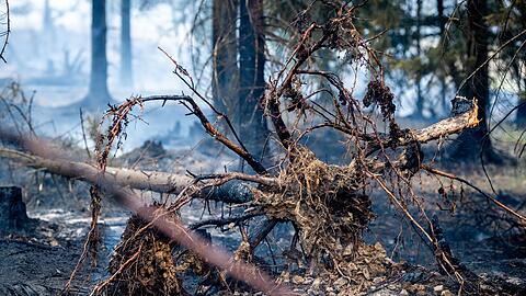 Laut Experten hat der Waldbrand in Thüringen ein Ausmaß erreicht, das in dem Bundesland seit mehr als 30 Jahren nicht mehr erfasst worden ist.