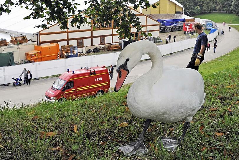 Hier genießt der Wiesn-Schwan noch seine Freiheit. Aber nur noch kurz...