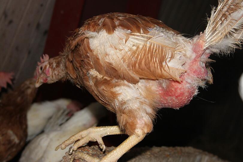 So schaut kein glückliches Huhn aus: Die so genannte &bdquo;Bodenhaltung&ldquo; ist nicht artgerecht, die Tiere entwickeln hier oft Verhaltensstörungen und picken sich gegenseitig die Federn aus.