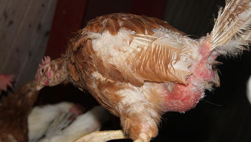 So schaut kein glückliches Huhn aus: Die so genannte „Bodenhaltung“ ist nicht artgerecht, die Tiere entwickeln hier oft Verhaltensstörungen und picken sich gegenseitig die Federn aus. So schaut kein glückliches Huhn aus: Die so genannte „Bodenhaltung“ ist nicht artgerecht, die Tiere entwickeln hier oft Verhaltensstörungen und picken sich gegenseitig die Federn aus.
