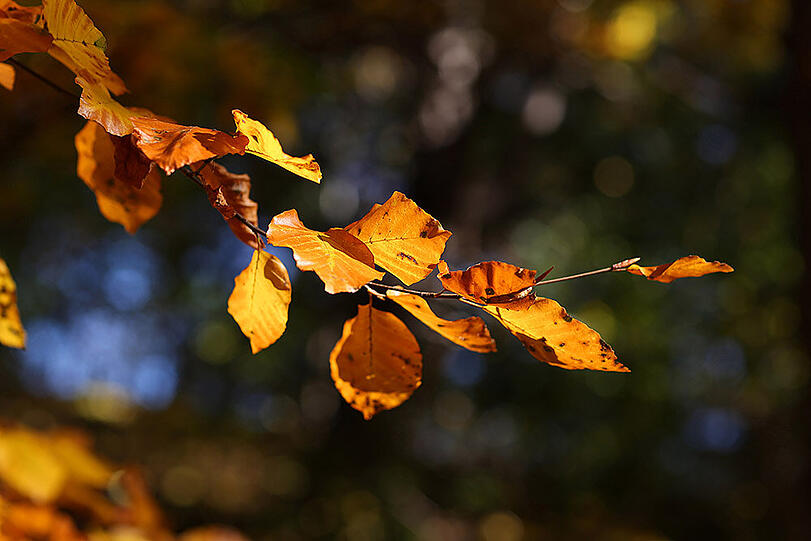 So schön kann der Herbst sein &ndash; leider ist auch diese Schönheit vergänglich.