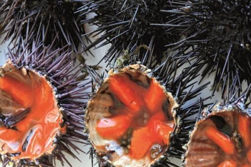 Sushi alla Pugliese&ldquo; &ndash; Fangfrischer Seeigel, eine apulische Spezialität