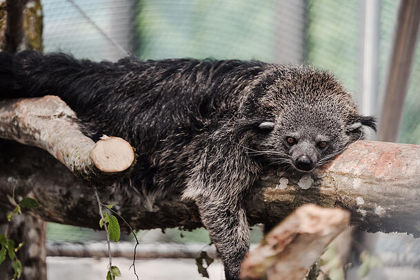 Die Schleichkatze (Binturong) bringt so leicht nichts aus der Ruhe.
