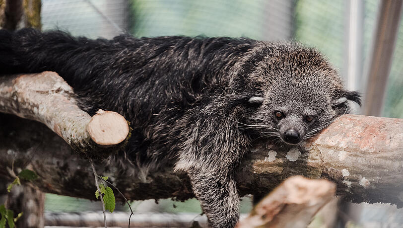 Die Schleichkatze (Binturong) bringt so leicht nichts aus der Ruhe.