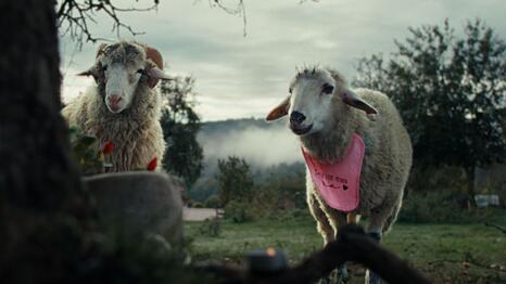 Die mehrfach preisgekr&ouml;nte ZDF-Serie "Sheep" setzt echte Schafe in Szene, deren Mundbewegungen f&uuml;r die Dialoge animiert wurde. Oliver (Merlin Sandmeyer) und Lara (Birgit Minichmayr) trauern um einen Verlust.