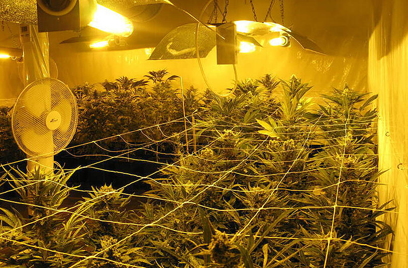 Eine der Cannabis-Plantagen, die die Polizei bei der Razzia aufgedeckt hat.